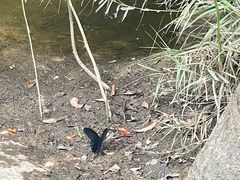 -海南热带雨林国家公园吊罗山景区