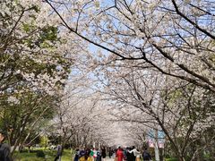 -高东镇樱花园