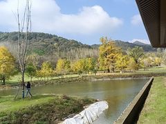 -千年银杏谷文化旅游区