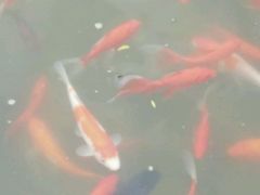 -钓鱼台国宾馆