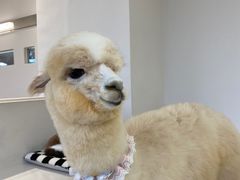 -怪兽屋·羊驼·猫咖·狗咖(俊华广场店)