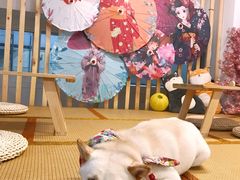 -柴迷FANS CLUB·柴犬狗咖·猫咖