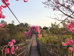 -天适樱花悠乐园