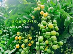 -长洲岛都市农业公园