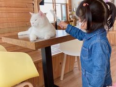 -猫的茶·猫咖