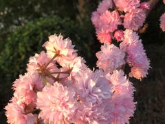 -天适樱花悠乐园