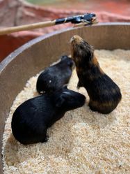 -Zoolung Zoolung动物主题公园(海信广场店)