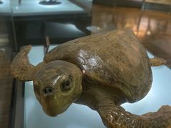 -陕西自然博物馆