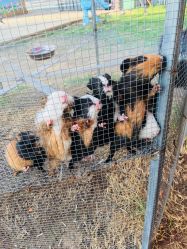 -萌宠亲子动物乐园(槐房万达店)