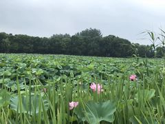 -荷塘月色湿地公园·向阳花洲