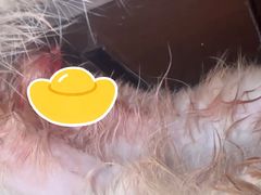 -A猫a狗全科·犬猫异宠·芥西宠物医院(南开总院)