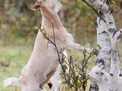 -塞罕坝国家级自然保护区