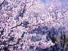-嘉定紫藤园