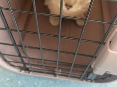 -伟伟宠物医院·瑞派猫友好医院·猫科(光谷店)