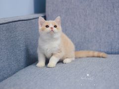 -Bastet sally猫舍购宠(静安店)