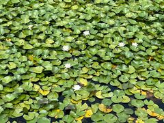 -滕州微山湖红荷湿地景区