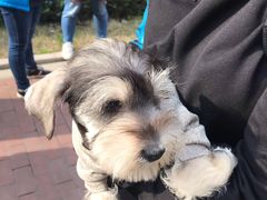 -翊宠yipet猫狗购宠庄园犬舍•猫舍