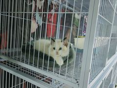 -喵百万·布偶·蓝金金渐层英短·猫舍(百子湾店)