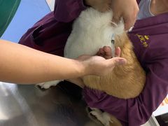 -顺强宠物诊所·狂犬免疫·夜诊·骨科(嘉定店)