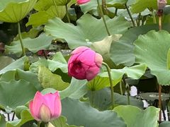 -荷塘月色湿地公园·向阳花洲