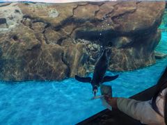 -海合安武汉极地海洋公园