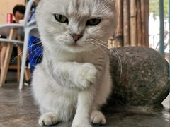 -喵屿·大理花园猫咖