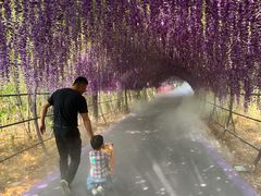 -大塘金香草谷