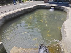-可心烤鱼