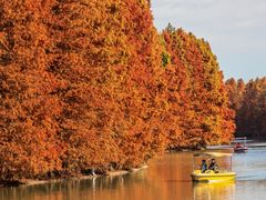 -上海海湾国家森林公园