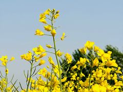 -汉长安城未央宫国家考古遗址公园