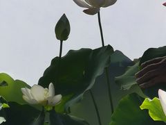 -莲花池公园