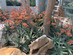 -深圳仙湖植物园