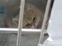 -达爱动物医院·犬猫分区·CT·复杂眼科(远洋山水分院)