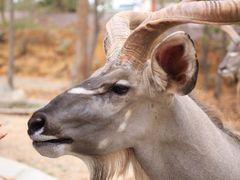 -清迈夜间动物园