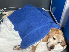 -爱侣宠医·鹦鹉专科·小型哺乳类·异宠专科(灵石路店)