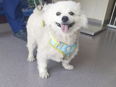 -瑞派宠物医院·犬猫全科·猫友好(宾水西道店)