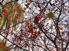 -元大都城垣遗址公园