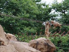 -西安秦岭野生动物园