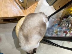 -藏猫猫咖啡主题馆(中央大道店)