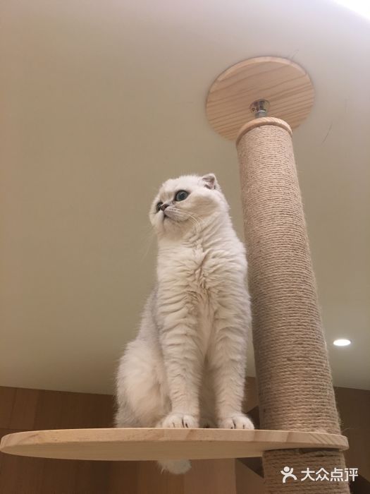 CAT’S MEWSTAR CAFE·喵星球猫屋(晴湾咖啡店)图片