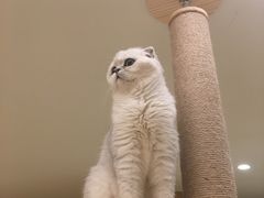 -CAT’S MEWSTAR CAFE·喵星球猫屋(晴湾咖啡店)