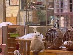 -藏猫猫咖啡主题馆(中央大道店)