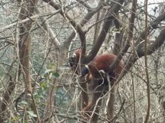 -成都大熊猫繁育研究基地