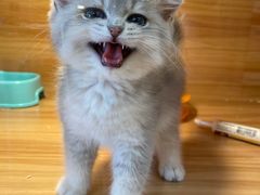 -猫十亿·布偶金渐层·曼基康矮脚猫舍(青年路店)