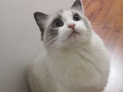 -糯米喵星人总部直营旗舰店·猫舍·幼猫出售