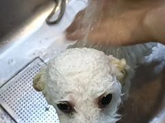 -PETKIT小佩宠物·低压洗护(国顺东路店)