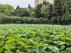 -黄兴公园