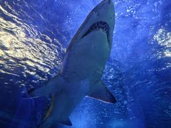 -悉尼海洋生物水族馆