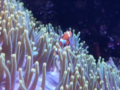 -悉尼海洋生物水族馆