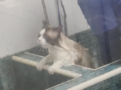 -萌兽医馆·宠物医院·猫骨科(创景店)